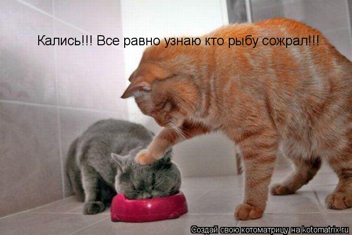 Кались!!! Все равно узнаю кто рыбу сожрал!!!... Котоматрица: Кались!!! Все равно узнаю кто рыбу сожрал!!!