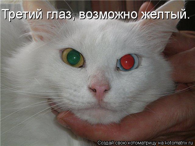 Третий глаз, возможно желтый.... Котоматрица: Третий глаз, возможно желтый.