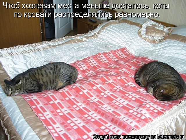 Чтоб хозяевам места меньше досталось, коты по кровати распределялись равномерно.... Котоматрица: Чтоб хозяевам места меньше досталось, коты по кровати распределялись равномерно.