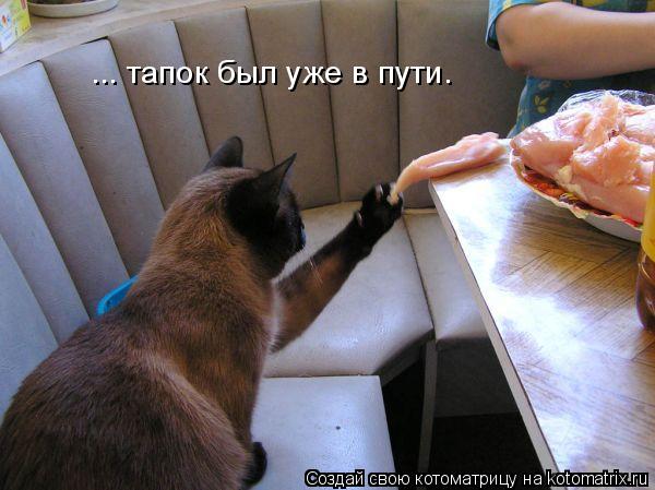 ... тапок был уже в пути.... Котоматрица: ... тапок был уже в пути.