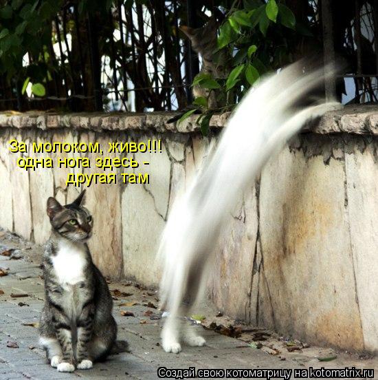 За молоком, живо!!! одна нога здесь - другая там... Котоматрица: За молоком, живо!!! одна нога здесь - другая там