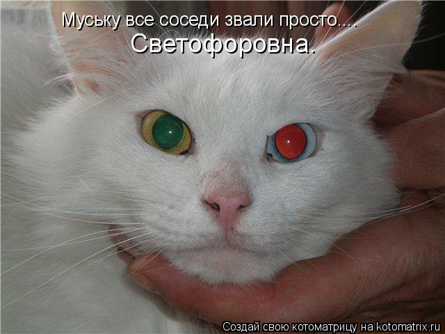 Муську все соседи звали просто.... Светофоровна.... Котоматрица: Муську все соседи звали просто.... Светофоровна.