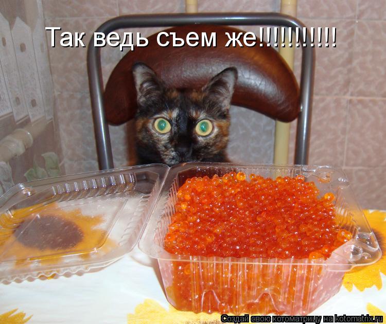 Так ведь съем же!!!!!!!!!!!... Котоматрица: Так ведь съем же!!!!!!!!!!!