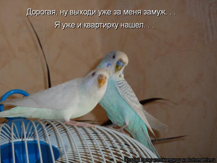 Дорогая, ну выходи уже за меня замуж. . . Я уже и квартирку нашел. . .... Котоматрица: Дорогая, ну выходи уже за меня замуж. . . Я уже и квартирку нашел. . .