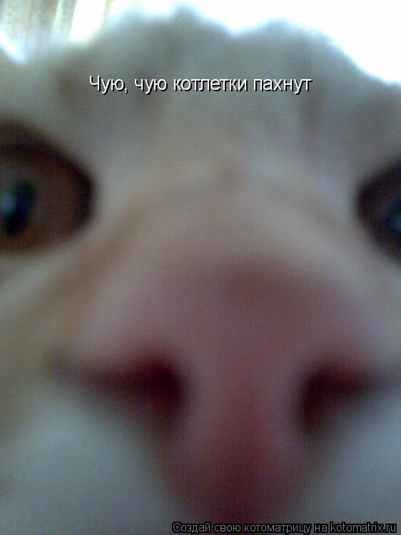 Чую, чую котлетки пахнут... Котоматрица: Чую, чую котлетки пахнут