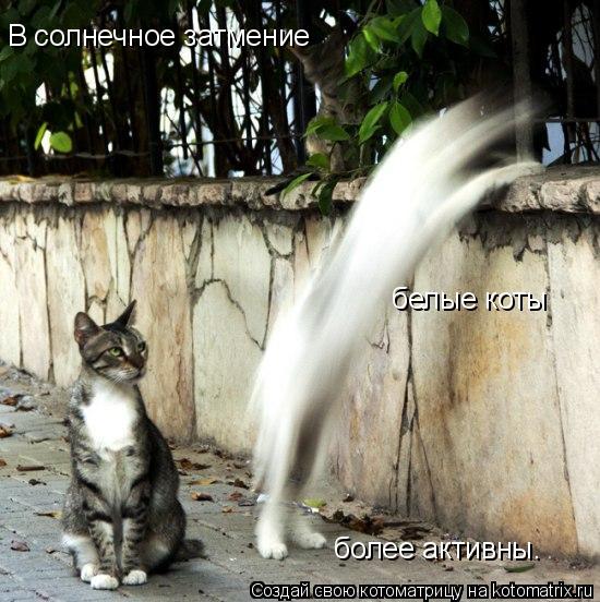 В солнечное затмение белые коты более активны.... Котоматрица: В солнечное затмение белые коты более активны.