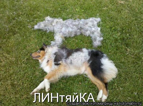 ЛИНтяйКА... Котоматрица: ЛИНтяйКА