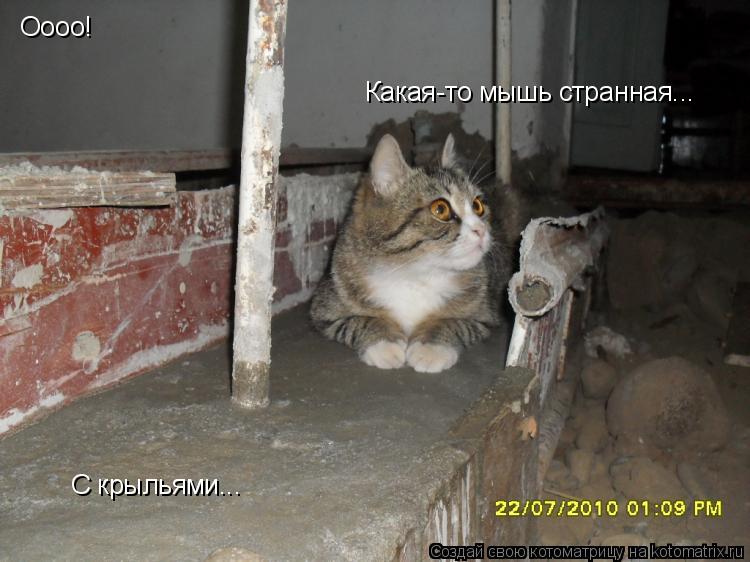 Оооо! Какая-то мышь странная... С крыльями...... Котоматрица: Оооо! Какая-то мышь странная... С крыльями...