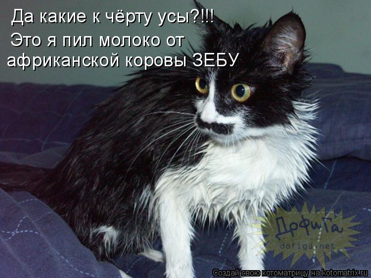 Да какие к чёрту усы?!!! Это я пил молоко от африканской коровы ЗЕБУ... Котоматрица: Да какие к чёрту усы?!!! Это я пил молоко от африканской коровы ЗЕБУ