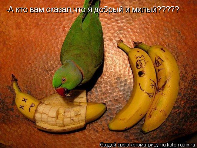 -А кто вам сказал,что я добрый и милый?????... Котоматрица: -А кто вам сказал,что я добрый и милый?????