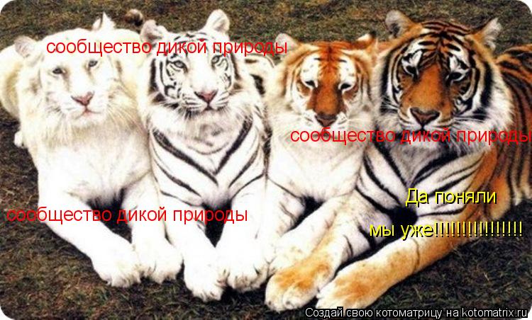 сообщество дикой природы сообщество дикой природы Да поняли мы уже!!!!!!!!!!!!!!!! сообщество дикой п... Котоматрица: сообщество дикой природы сообщество дикой природы Да поняли мы уже!!!!!!!!!!!!!!!! сообщество дикой природы