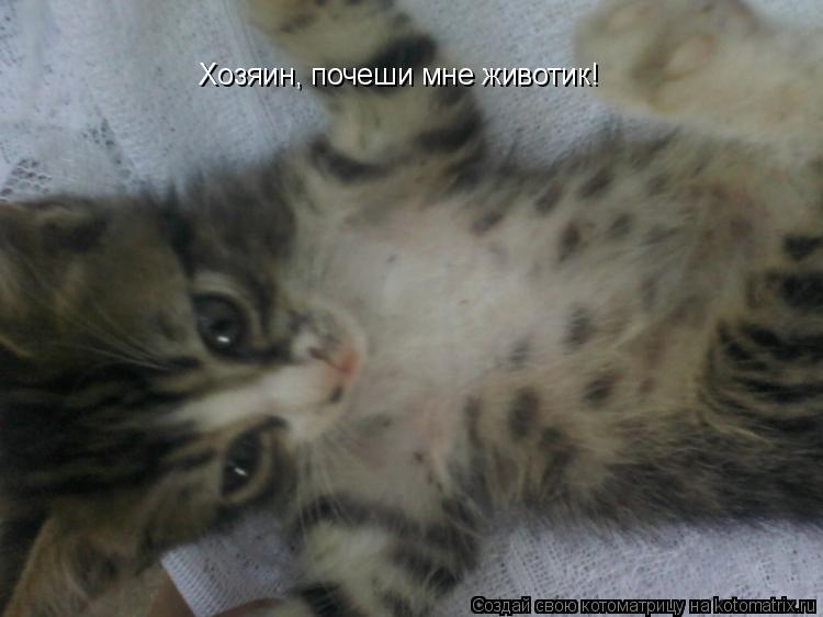 Хозяин, почеши мне животик!... Котоматрица: Хозяин, почеши мне животик!