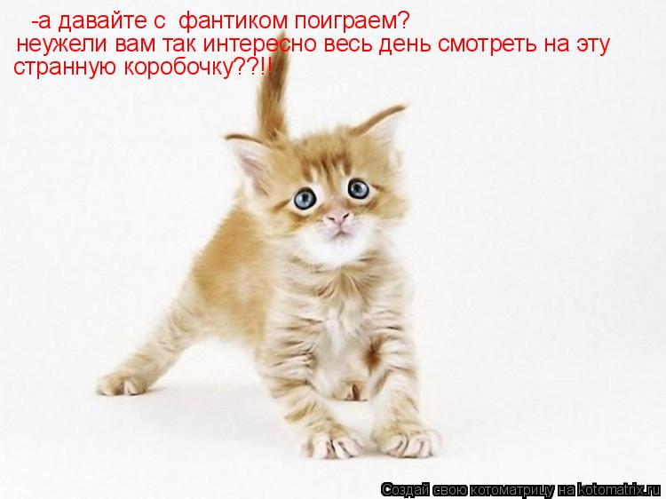 -а давайте с фантиком поиграем? неужели вам так интересно весь день смотреть на эту странную коробоч... Котоматрица: -а давайте с фантиком поиграем? неужели вам так интересно весь день смотреть на эту странную коробочку??!!
