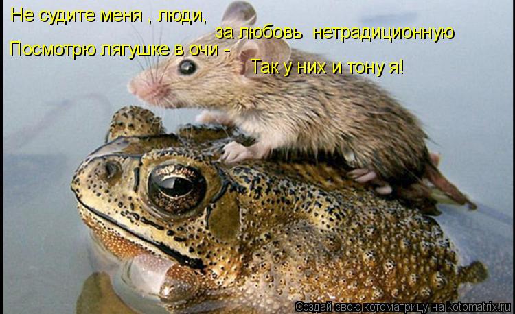 Не судите меня , люди, за любовь нетрадиционную Посмотрю лягушке в очи - Так у них и тону я!... Котоматрица: Не судите меня , люди, за любовь нетрадиционную Посмотрю лягушке в очи - Так у них и тону я!