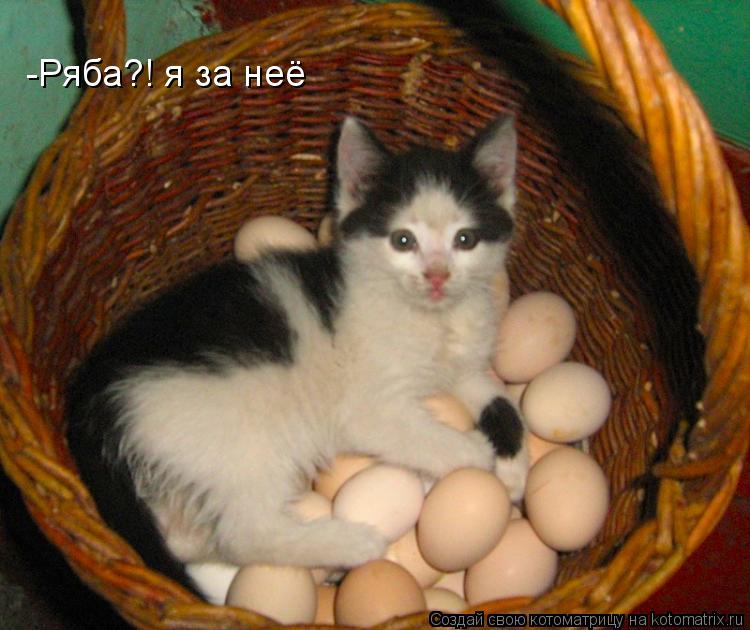 -Ряба?! я за неё... Котоматрица: -Ряба?! я за неё