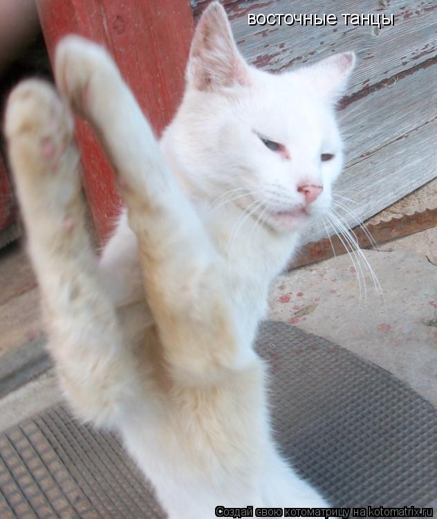 восточные танцы... Котоматрица: восточные танцы