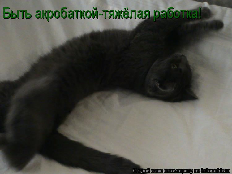 Быть акробаткой-тяжёлая работка!... Котоматрица: Быть акробаткой-тяжёлая работка!