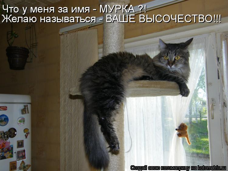 Котоматрица: Желаю называться - ВАШЕ ВЫСОЧЕСТВО!!! Что у меня за имя - МУРКА ?!