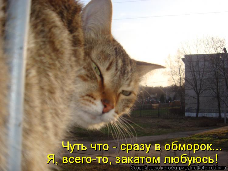 Чуть что - сразу в обморок... Я, всего-то, закатом любуюсь!... Котоматрица: Чуть что - сразу в обморок... Я, всего-то, закатом любуюсь!
