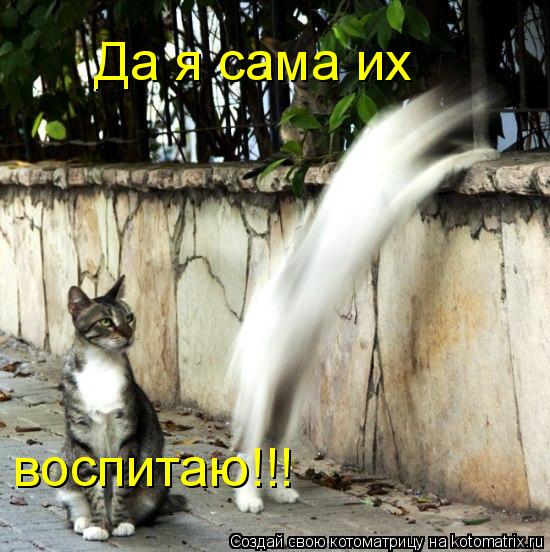 Да я сама их воспитаю!!!... Котоматрица: Да я сама их воспитаю!!!