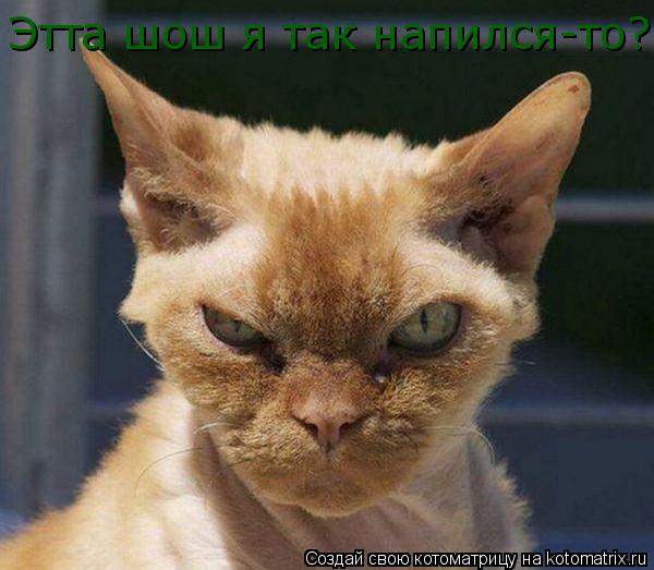 Этта шош я так напился-то?... Котоматрица: Этта шош я так напился-то?