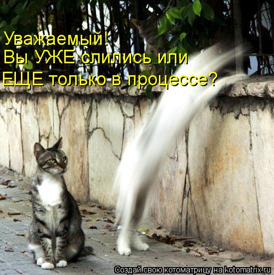 Уважаемый! Вы УЖЕ слились или ЕЩЕ только в процессе?... Котоматрица: Уважаемый! Вы УЖЕ слились или ЕЩЕ только в процессе?
