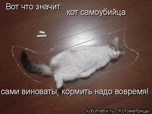 Вот что значит сами виноваты, кормить надо вовремя! кот самоубийца... Котоматрица: Вот что значит сами виноваты, кормить надо вовремя! кот самоубийца