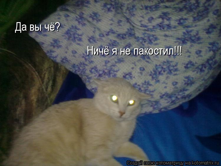 Да вы чё? Ничё я не пакостил!!!... Котоматрица: Да вы чё? Ничё я не пакостил!!!