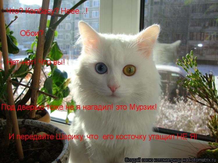 Что? Колбасу? Неее...! Под дверью тоже не я нагадил! это Мурзик! И передайте Шарику, что его косточк... Котоматрица: Что? Колбасу? Неее...! Под дверью тоже не я нагадил! это Мурзик! И передайте Шарику, что его косточку утащил НЕ Я! Нет-нет! Что вы! Обои?