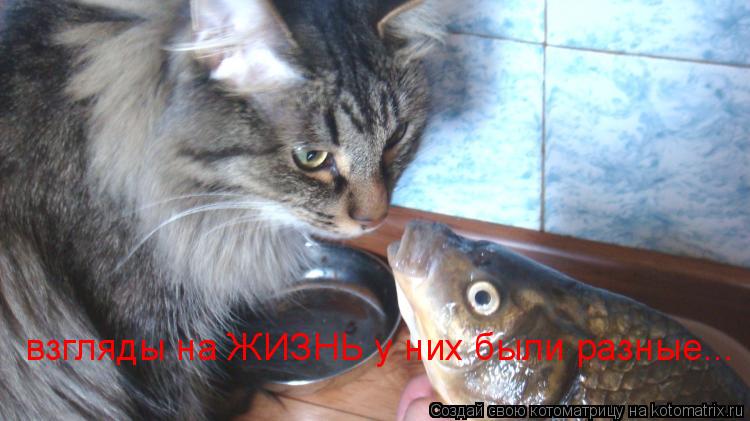 Котоматрица: взгляды на ЖИЗНЬ у них были разные...