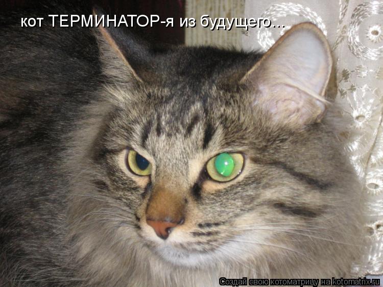 Котоматрица: кот ТЕРМИНАТОР-я из будущего...