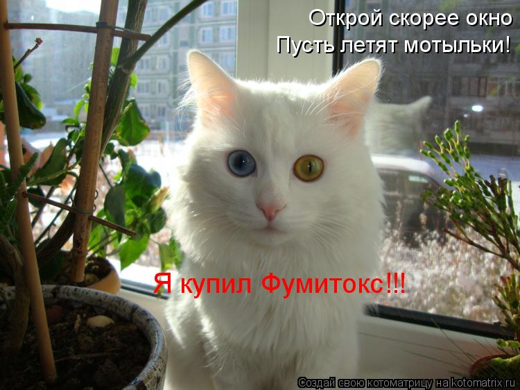 Котоматрица: Открой скорее окно Пусть летят мотыльки! Я купил Фумитокс!!!