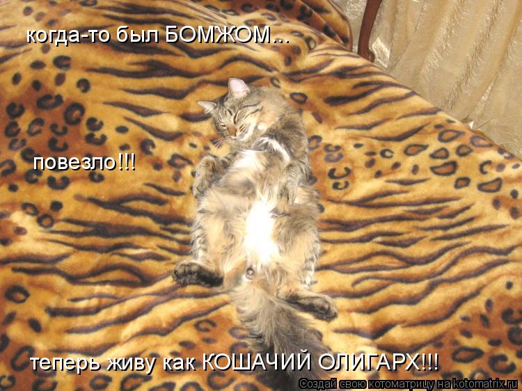 Котоматрица: когда-то был БОМЖОМ... повезло!!! теперь живу как КОШАЧИЙ ОЛИГАРХ!!!
