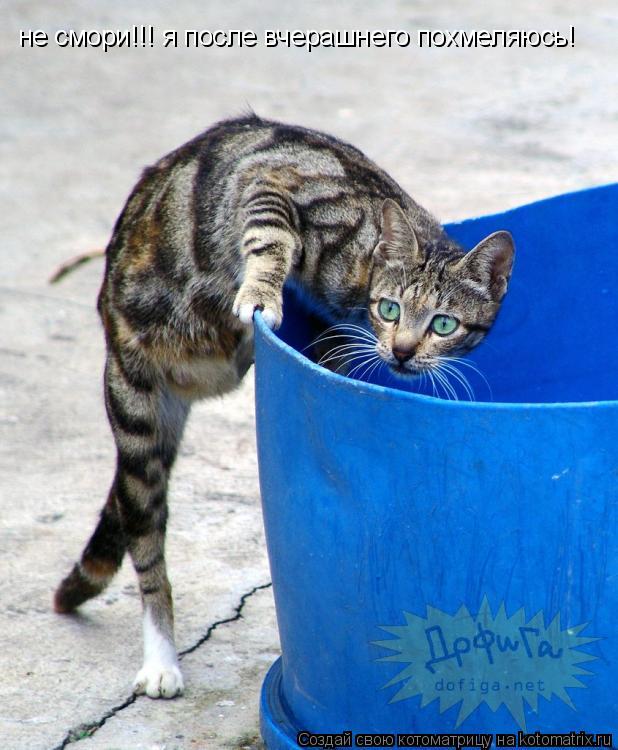 Котоматрица: не смори!!! я после вчерашнего похмеляюсь!