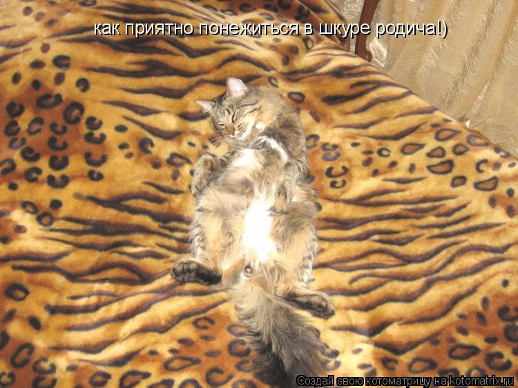 как приятно понежиться в шкуре родича!)... Котоматрица: как приятно понежиться в шкуре родича!)