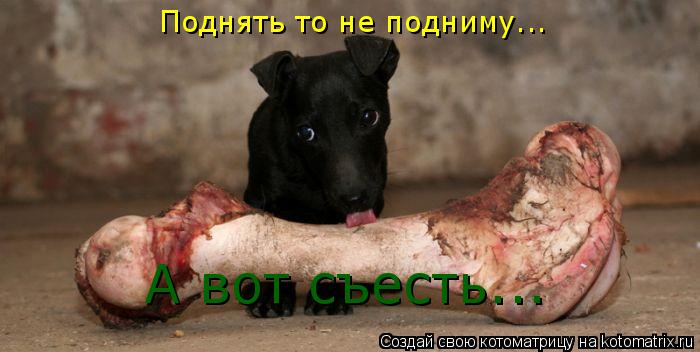 Поднять то не подниму... А вот съесть...... Котоматрица: Поднять то не подниму... А вот съесть...