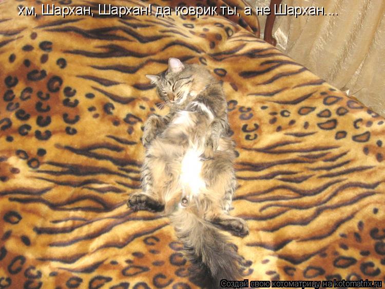 хм, Шархан, Шархан! да коврик ты, а не Шархан....... Котоматрица: хм, Шархан, Шархан! да коврик ты, а не Шархан....