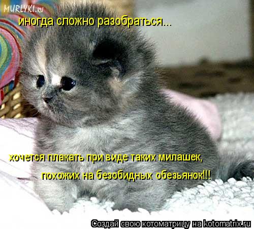 иногда сложно разобраться... хочется плакать при виде таких милашек, похожих на безобидных обезьянок!... Котоматрица: иногда сложно разобраться... хочется плакать при виде таких милашек, похожих на безобидных обезьянок!!!