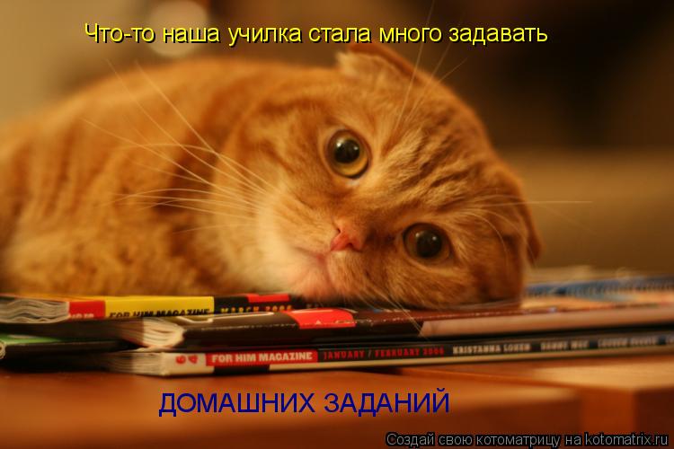 ДОМАШНИХ ЗАДАНИЙ Что-то наша училка стала много задавать... Котоматрица: ДОМАШНИХ ЗАДАНИЙ Что-то наша училка стала много задавать