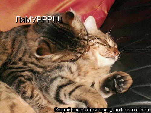 ЛяМУРРР!!!!... Котоматрица: ЛяМУРРР!!!!