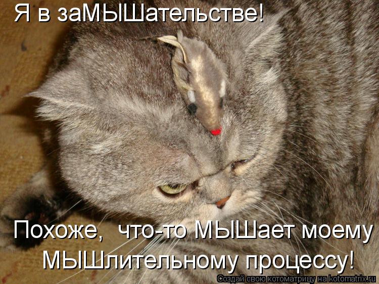 Я в заМЫШательстве! Похоже, что-то МЫШает моему МЫШлительному процессу!... Котоматрица: Я в заМЫШательстве! Похоже, что-то МЫШает моему МЫШлительному процессу!