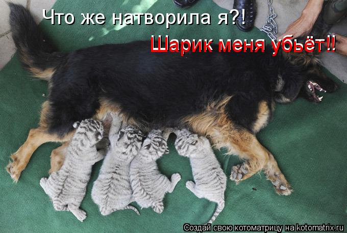 Что же натворила я?! Шарик меня убьёт!! Шарик меня убьёт!!... Котоматрица: Что же натворила я?! Шарик меня убьёт!! Шарик меня убьёт!!