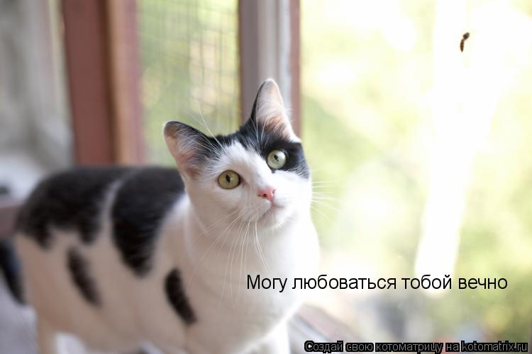 Могу любоваться тобой вечно... Котоматрица: Могу любоваться тобой вечно