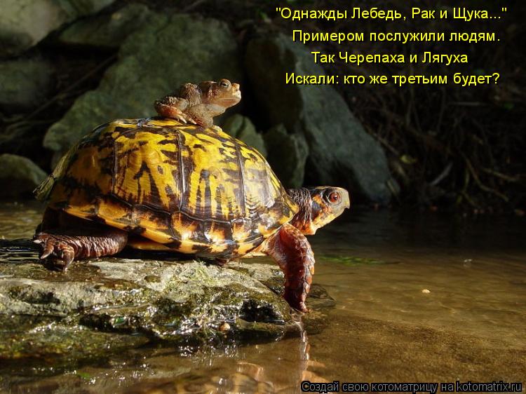 "Однажды Лебедь, Рак и Щука..." Примером послужили людям. Так Черепаха и Лягуха Искали: кто же третьи... Котоматрица: "Однажды Лебедь, Рак и Щука..." Примером послужили людям. Так Черепаха и Лягуха Искали: кто же третьим будет?