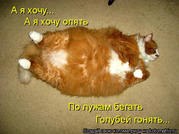 А я хочу... А я хочу опять Голубей гонять... По лужам бегать... Котоматрица: А я хочу... А я хочу опять Голубей гонять... По лужам бегать