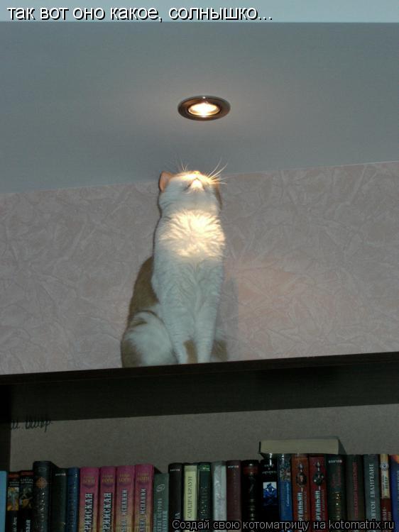так вот оно какое, солнышко...... Котоматрица: так вот оно какое, солнышко...