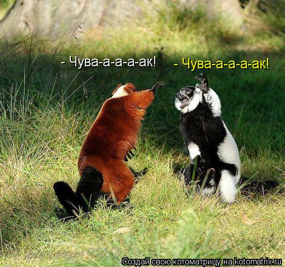 - Чува-а-а-а-ак! - Чува-а-а-а-ак!... Котоматрица: - Чува-а-а-а-ак! - Чува-а-а-а-ак!