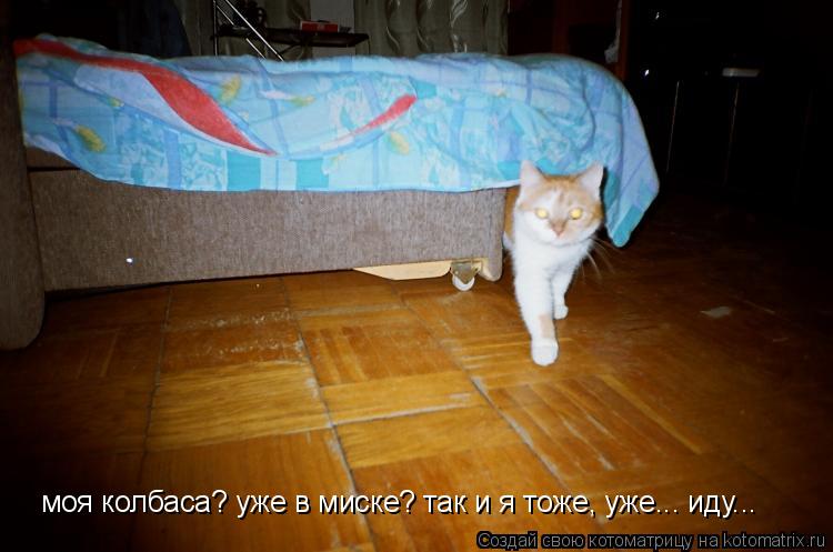 моя колбаса? уже в миске? так и я тоже, уже... иду...... Котоматрица: моя колбаса? уже в миске? так и я тоже, уже... иду...