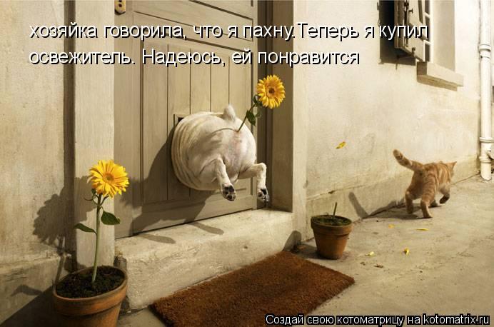 хозяйка говорила, что я пахну.Теперь я купил хозяйка говорила, что я пахну.Теперь я купил освежитель.... Котоматрица: хозяйка говорила, что я пахну.Теперь я купил хозяйка говорила, что я пахну.Теперь я купил освежитель. Надеюсь, ей понравится