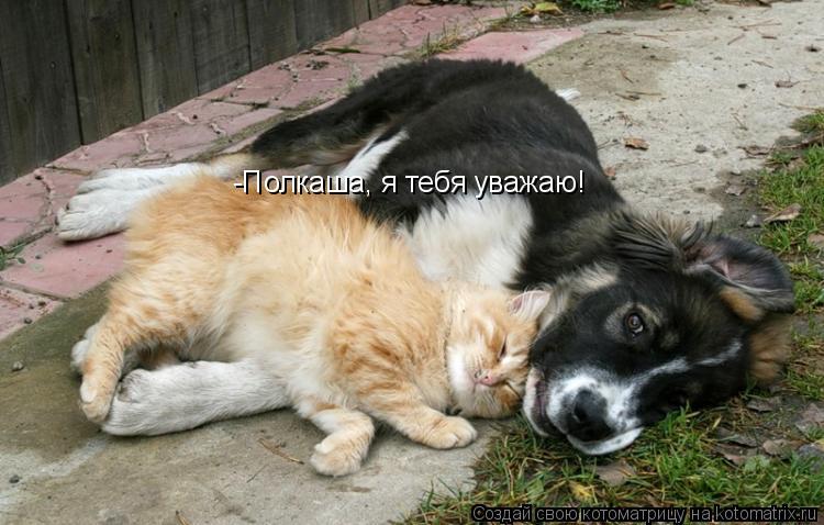 -Полкаша, я тебя уважаю!... Котоматрица: -Полкаша, я тебя уважаю!